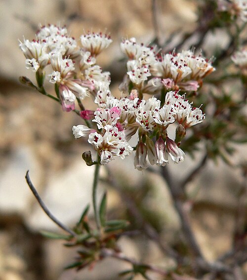Slender buckwheat: Eriogonum microthecum var. simpsonii on the western side of Mount Wilson, Red Rock Canyon, southern Nevada