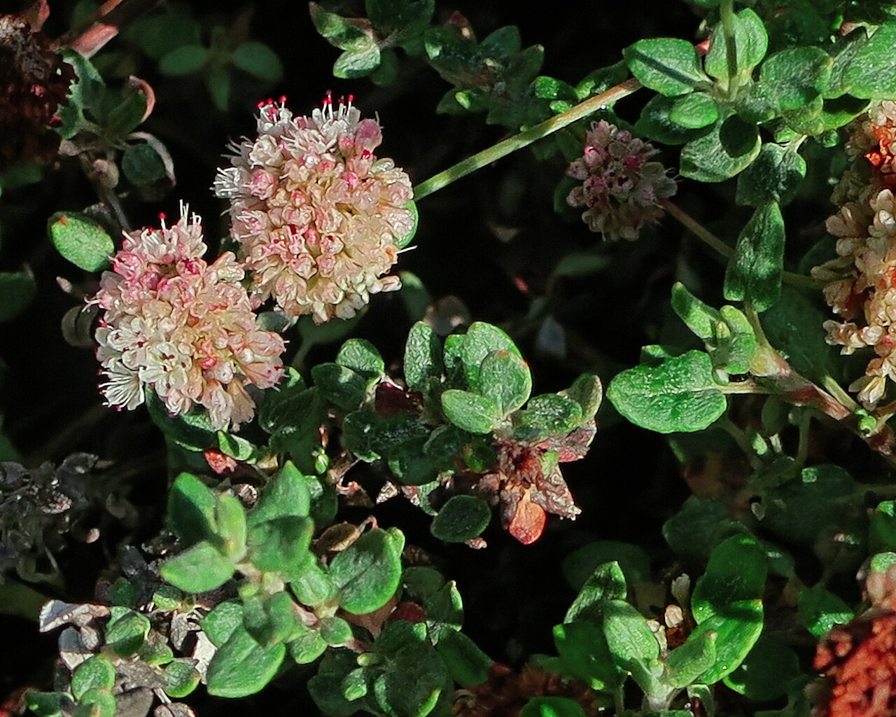 Seacliff buckwheat: Eriogonum parvifolium—Seacliff buckwheat. Eriogonum parvifolium grows on dunes and sea bluffs from Monterey County south to San Diego County. It has escaped fro