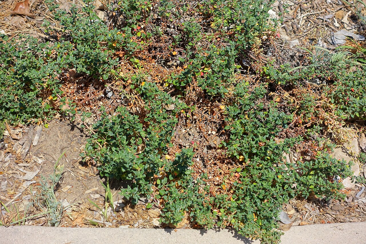 Seacliff buckwheat: Botanical specimen in the Manhattan Beach Botanical Garden - Manhattan Beach, California, USA.