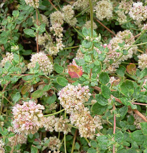 Seacliff buckwheat: Photo of Eriogonum parvifolium at the Regional Parks Botanic Garden