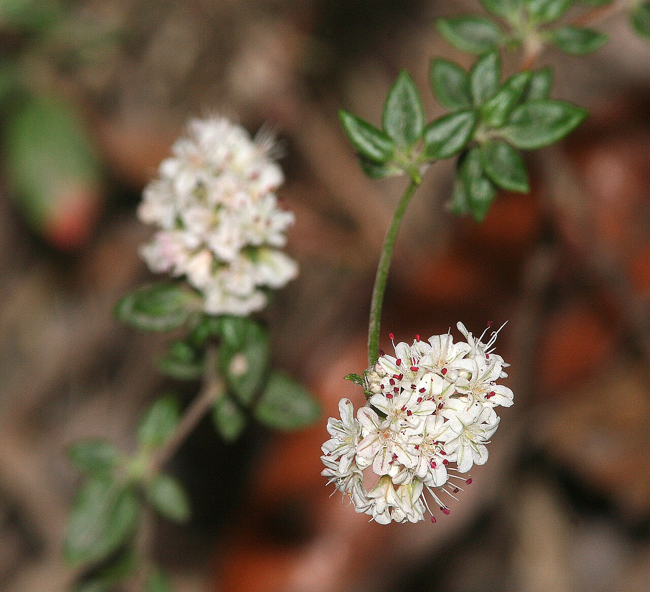 Seacliff buckwheat: CALIFORNIA - FLOWERS of San Luis Obispo Co