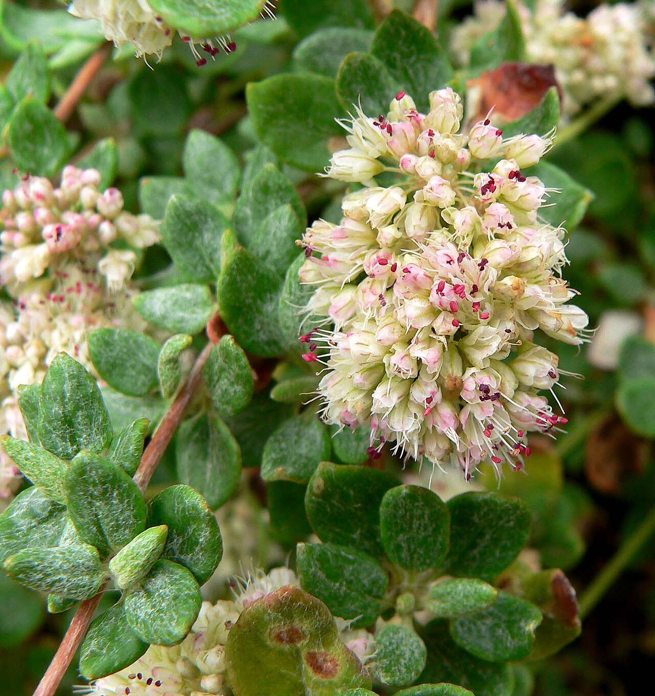 Seacliff buckwheat: Photo of Eriogonum parvifolium at the Regional Parks Botanic Garden