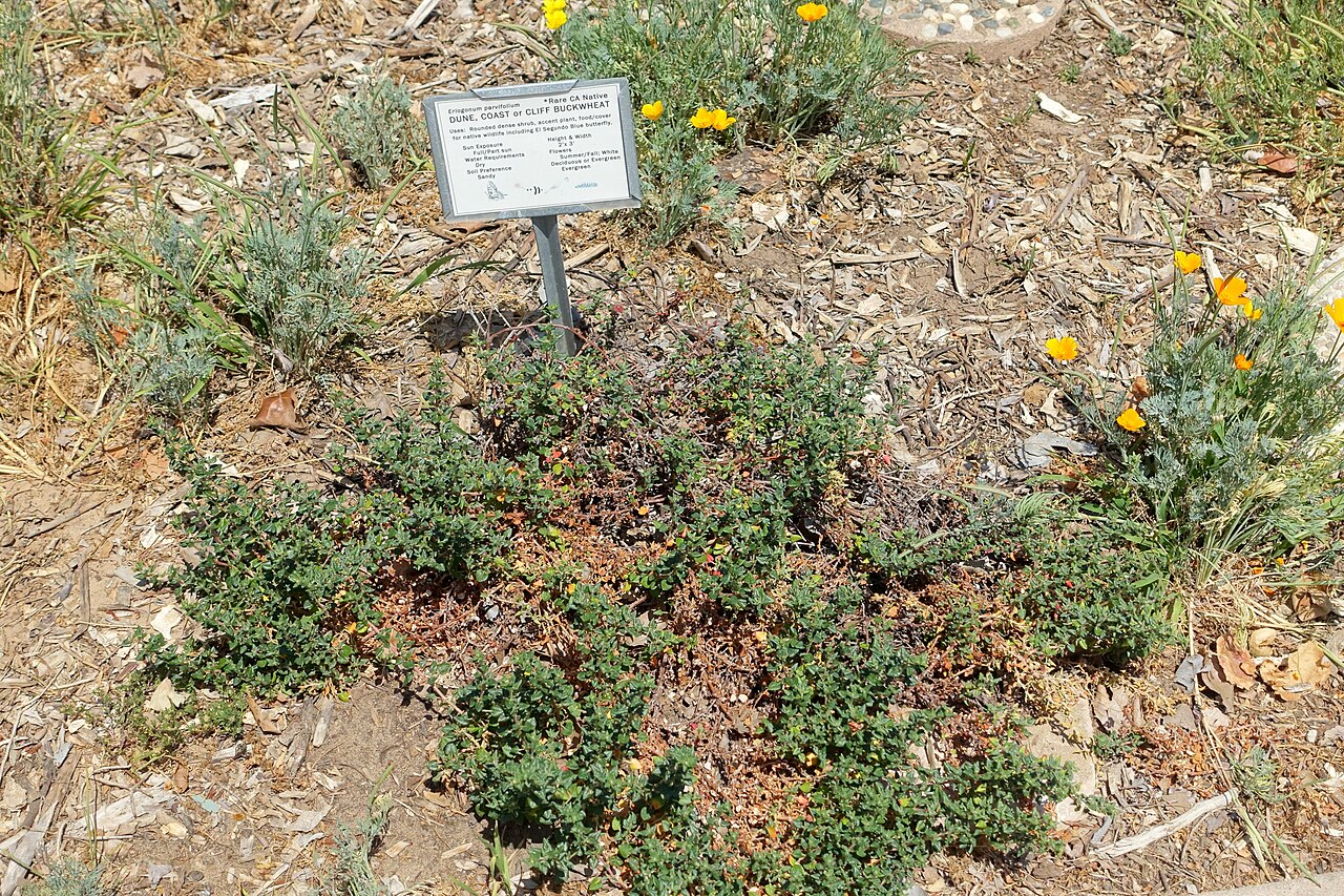 Seacliff buckwheat: Botanical specimen in the Manhattan Beach Botanical Garden - Manhattan Beach, California, USA.