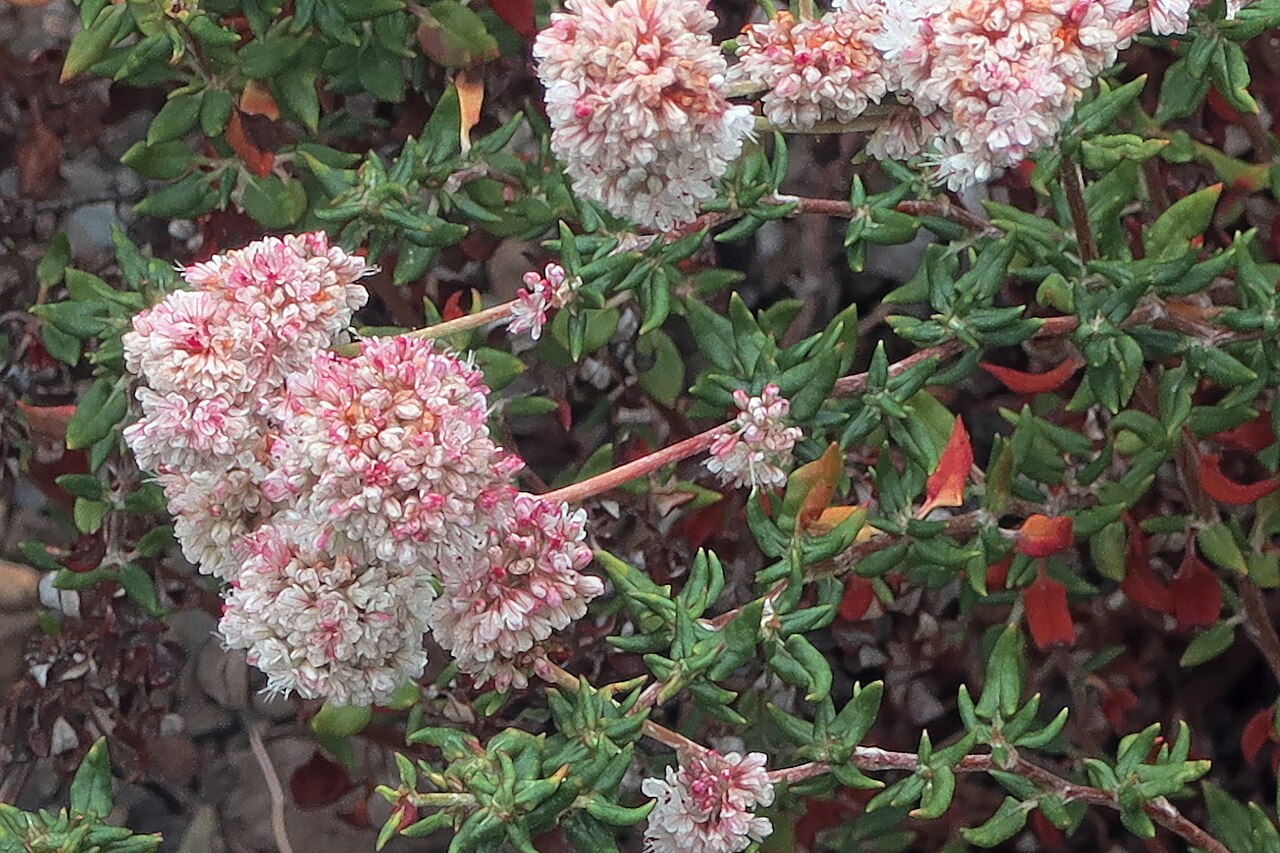Seacliff buckwheat: Eriogonum parvifolium—seacliff buckwheat. Eriogonum parvifolium grows on dunes and sea bluffs from Monterey County south to San Diego County. It has escaped fro