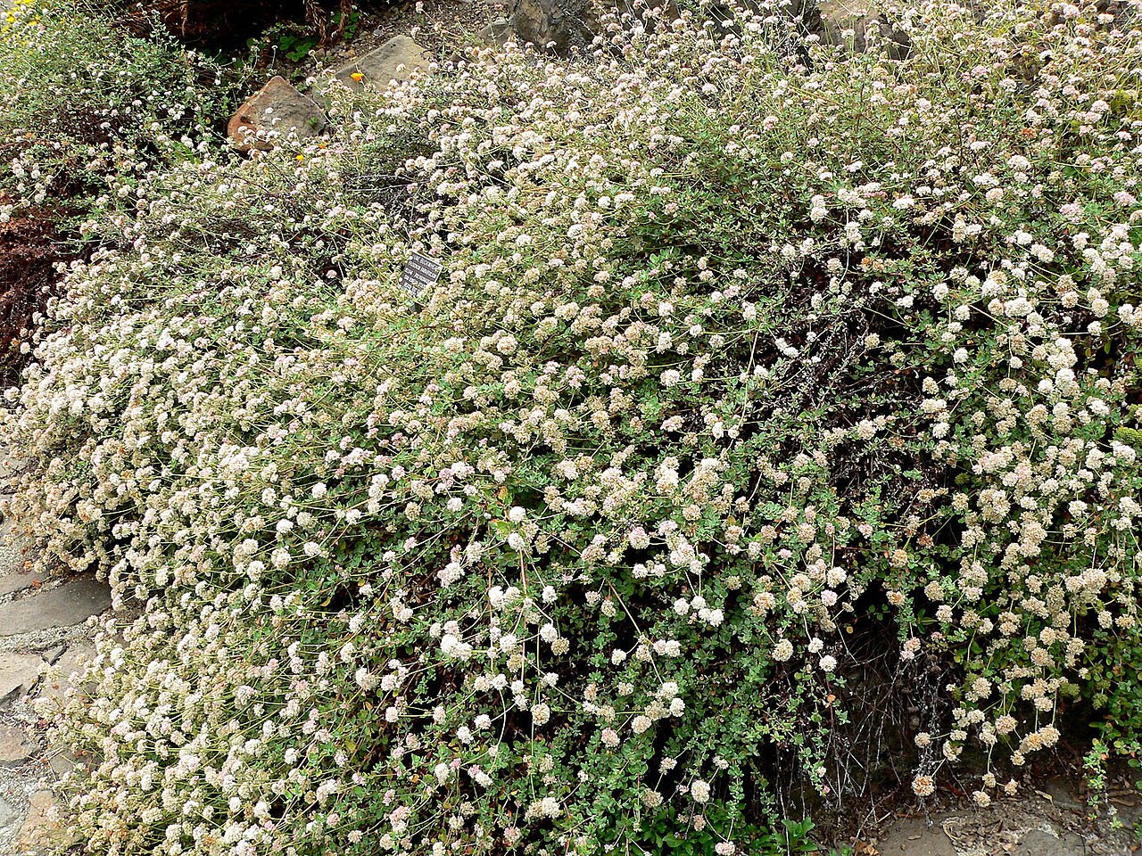 Seacliff buckwheat: Photo of Eriogonum parvifolium at the Regional Parks Botanic Garden