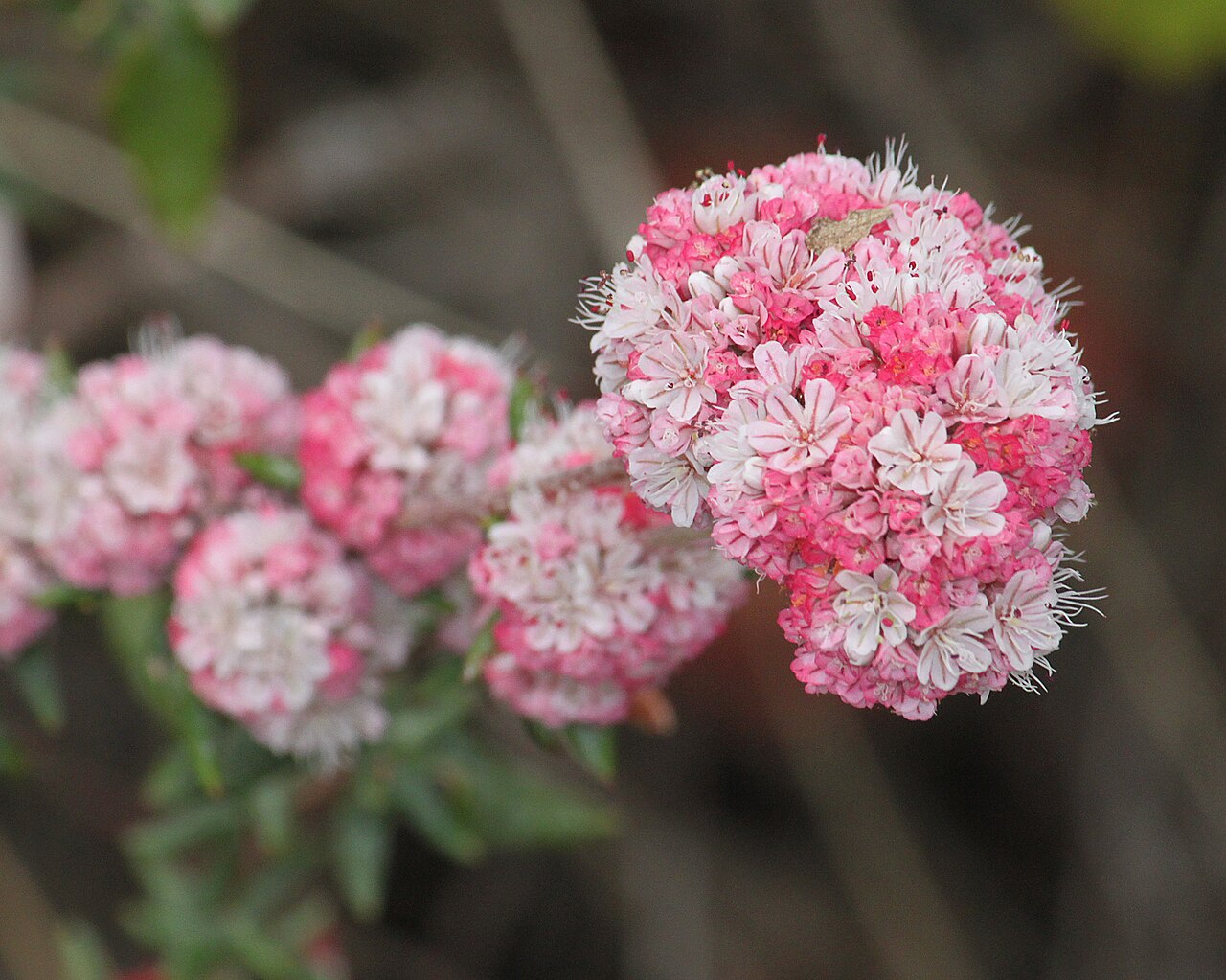 Seacliff buckwheat: CALIFORNIA - FLOWERS of San Luis Obispo Co