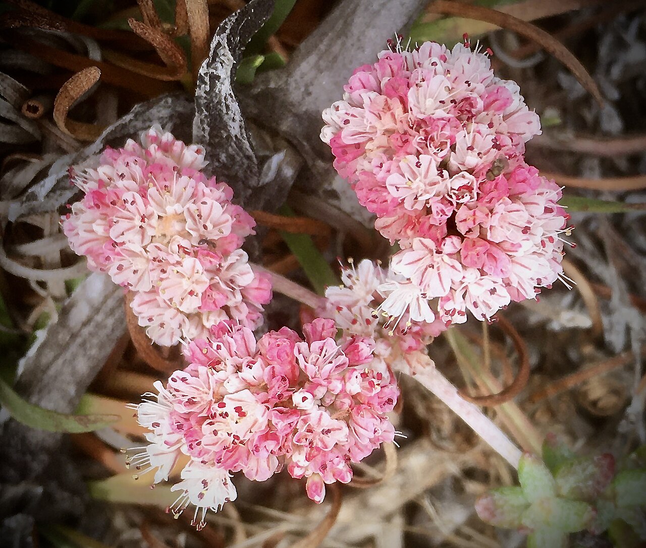 Seacliff buckwheat: New to us, and just coming out here. White to pink puffballs up to 1 inch or more. These are smaller -- usual struggle with the auto-focus. Very pretty new flow