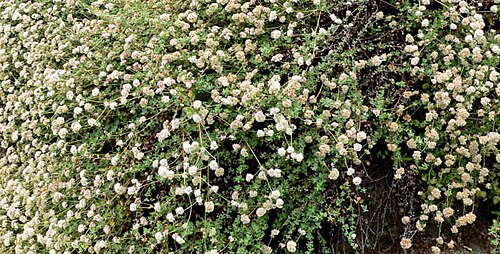 Seacliff buckwheat: Eriogonum parvifolium
