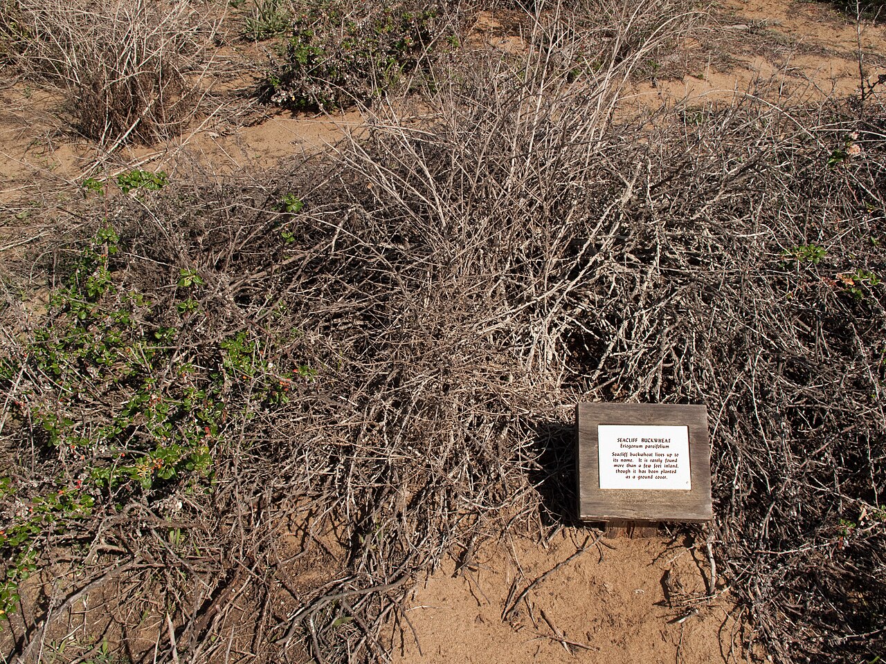 Seacliff buckwheat: Eriogonum parvifolium in winter, at Torrey Pines State Reserve, California.