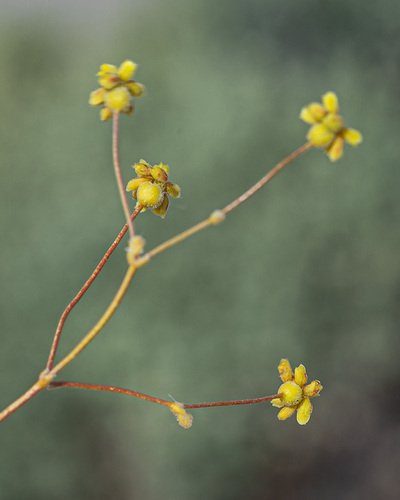 Yellowturbans (Eriogonum pusillum)