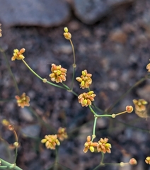 Yellowturbans (Eriogonum pusillum)