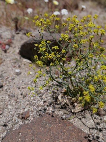 Yellowturbans (Eriogonum pusillum)