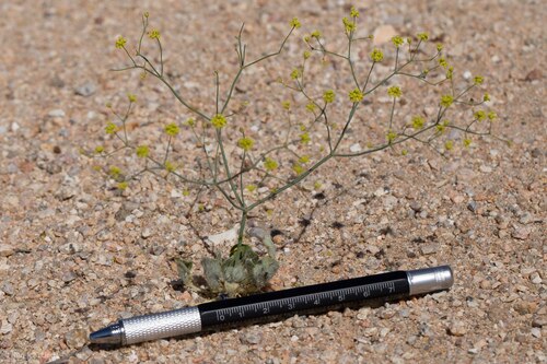 Yellowturbans: An image of a Eriogonum pusillum