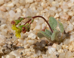 Yellowturbans (Eriogonum pusillum)