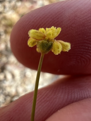 Yellowturbans (Eriogonum pusillum)