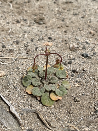 Yellowturbans (Eriogonum pusillum)