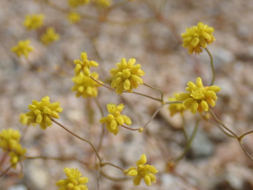 Yellowturbans (Eriogonum pusillum)