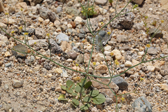 Yellowturbans (Eriogonum pusillum)