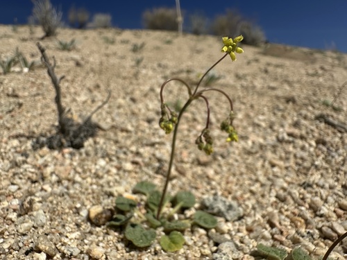 Yellowturbans (Eriogonum pusillum)