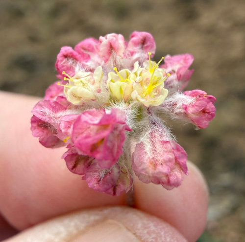 Thymeleaf buckwheat (Eriogonum thymoides)