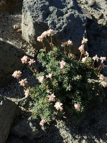 Thymeleaf buckwheat (Eriogonum thymoides)