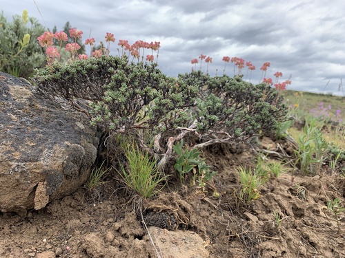 Thymeleaf buckwheat (Eriogonum thymoides)