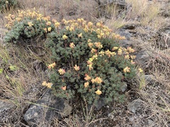 Thymeleaf buckwheat (Eriogonum thymoides)