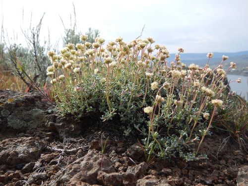 Thymeleaf buckwheat (Eriogonum thymoides)