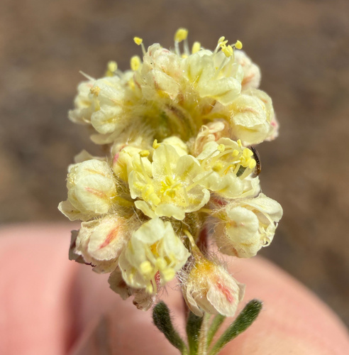Thymeleaf buckwheat (Eriogonum thymoides)