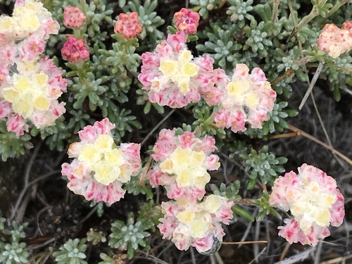 Thymeleaf buckwheat (Eriogonum thymoides)