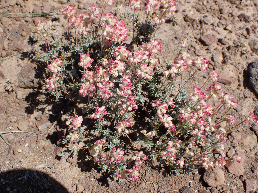 Thymeleaf buckwheat (Eriogonum thymoides)