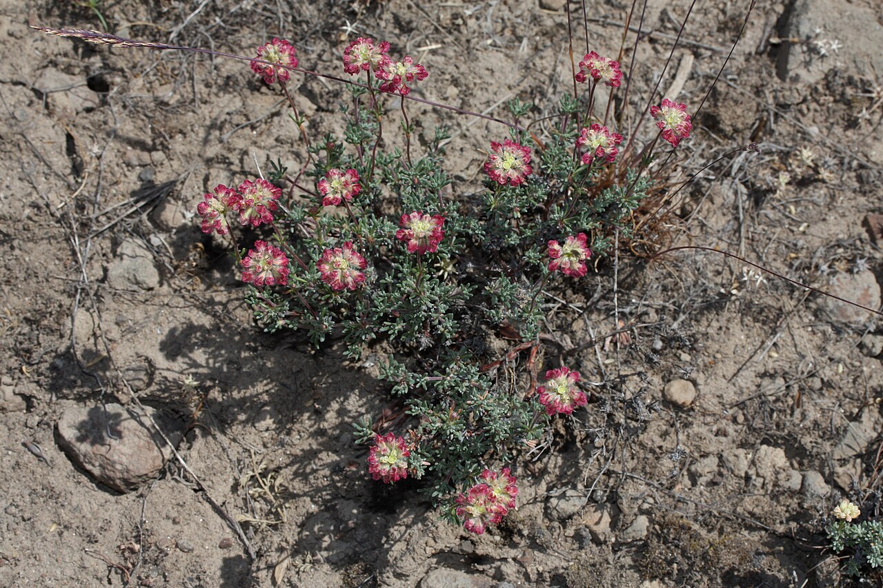 Thymeleaf buckwheat: Thyme-leaf Wild Buckwheat