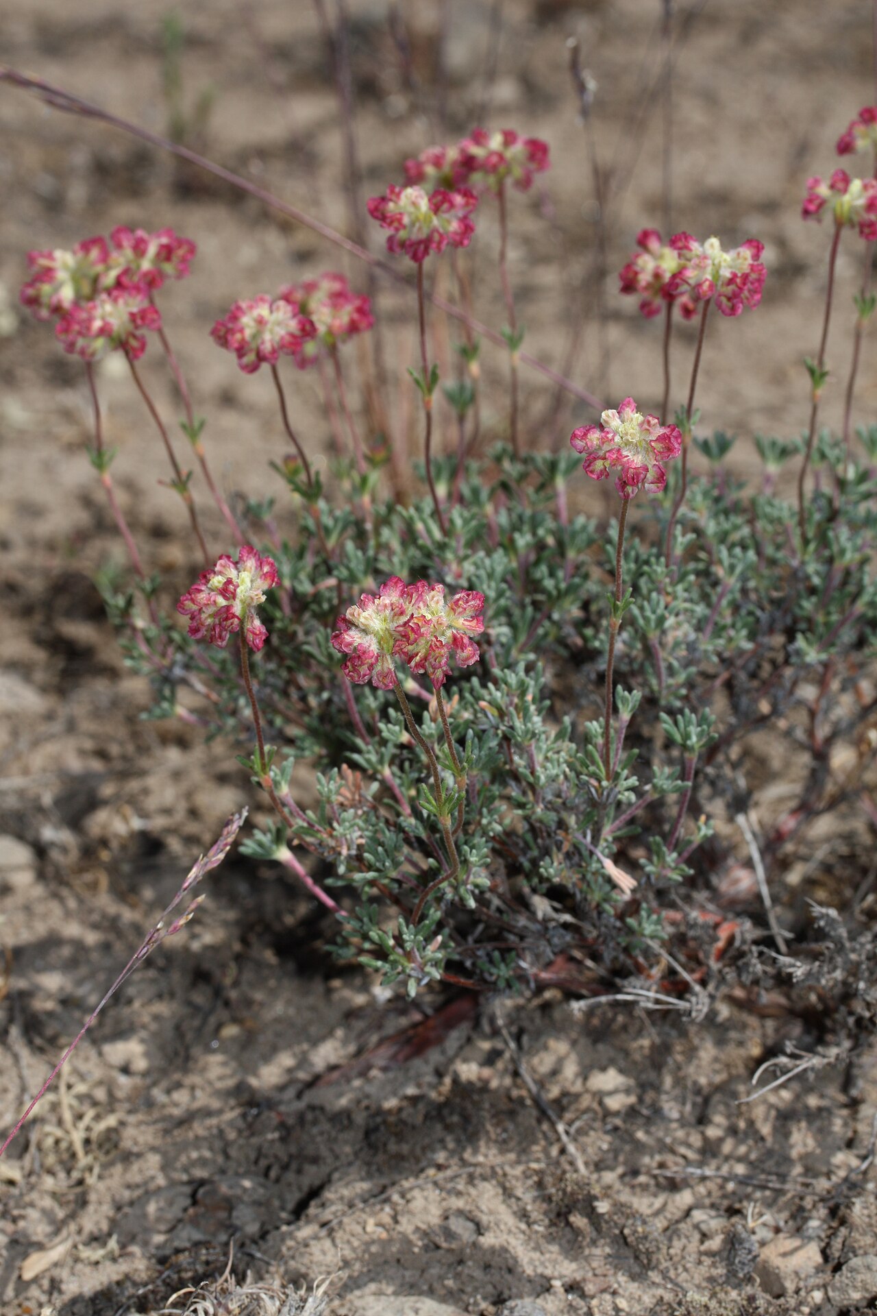 Thymeleaf buckwheat: Thyme-leaf Wild Buckwheat