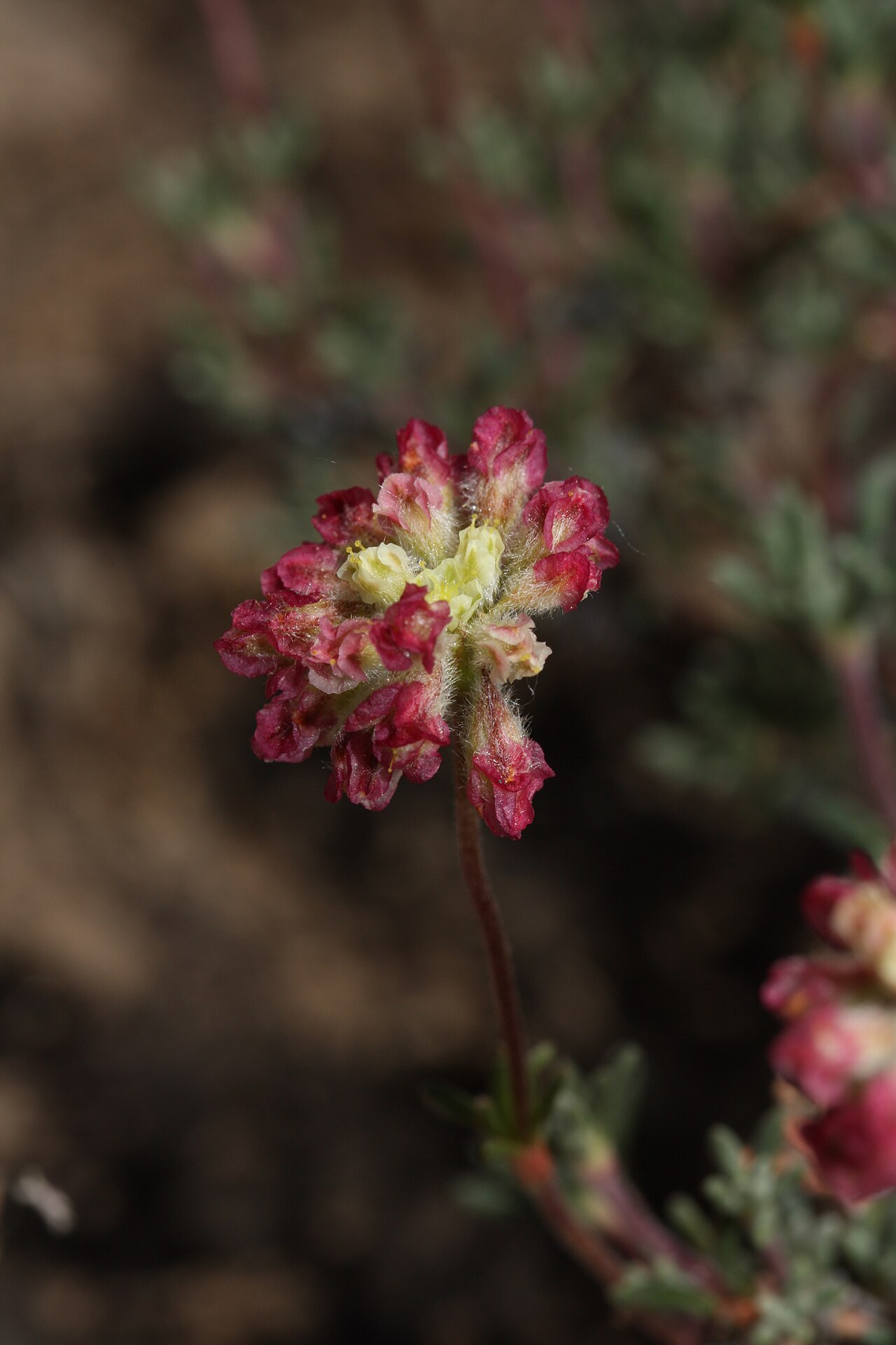 Thymeleaf buckwheat: Thyme-leaf Wild Buckwheat