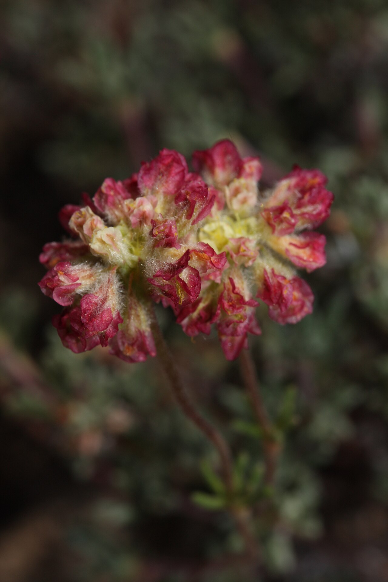 Thymeleaf buckwheat: Thyme-leaf Wild Buckwheat