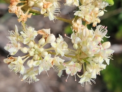 Dogtongue buckwheat (Eriogonum tomentosum)