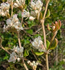 Dogtongue buckwheat (Eriogonum tomentosum)