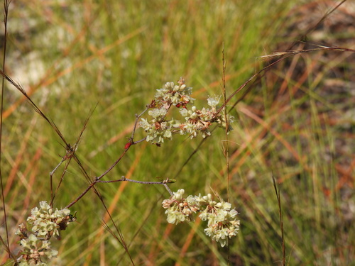 Dogtongue buckwheat (Eriogonum tomentosum)