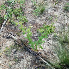 Dogtongue buckwheat (Eriogonum tomentosum)