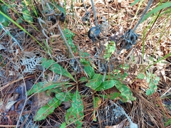 Dogtongue buckwheat (Eriogonum tomentosum)