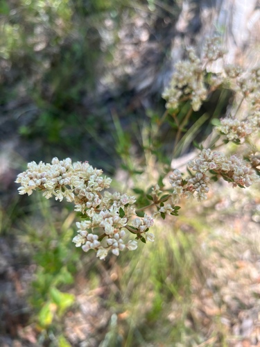 Dogtongue buckwheat (Eriogonum tomentosum)