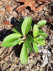 Dogtongue buckwheat (Eriogonum tomentosum)