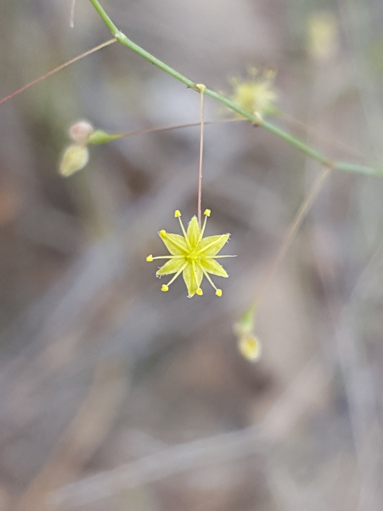 Little deserttrumpet (Eriogonum trichopes)