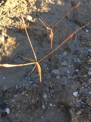 Little deserttrumpet (Eriogonum trichopes)