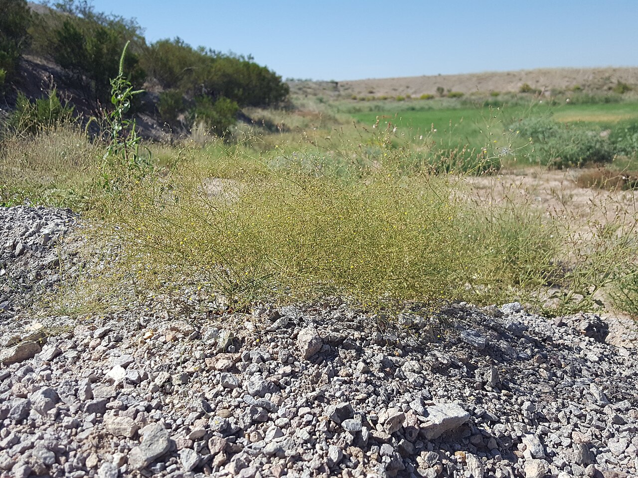 Little deserttrumpet: Little Desert Trumpet ( Eriogonum trichopes ) in the United States