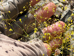 Little deserttrumpet (Eriogonum trichopes)