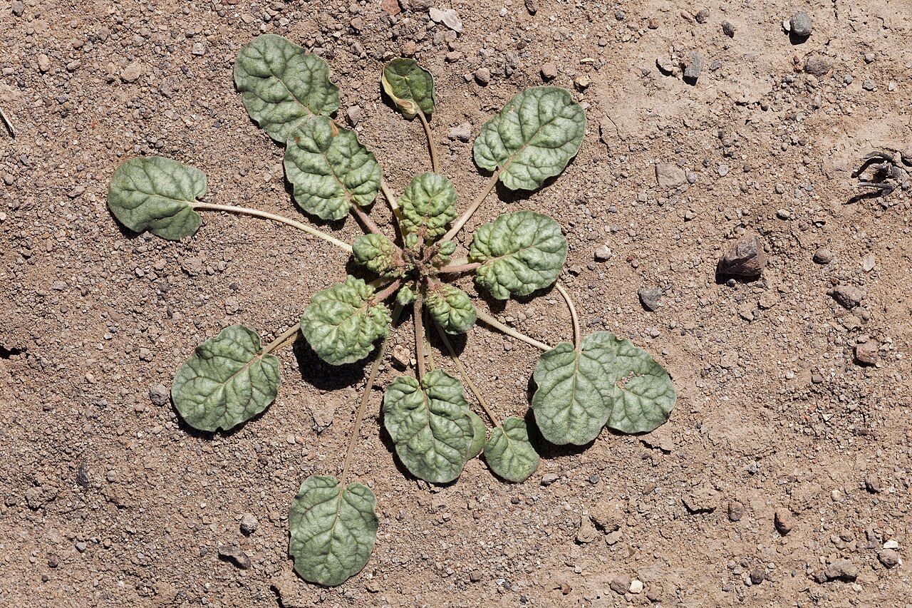 Little deserttrumpet: Eriogonum trichopes , west of the Rough and Ready Hills and south of the Sierra de las Uvas on the east side of Mason Draw, 32.411 -107.122, Doña Ana County, Ne