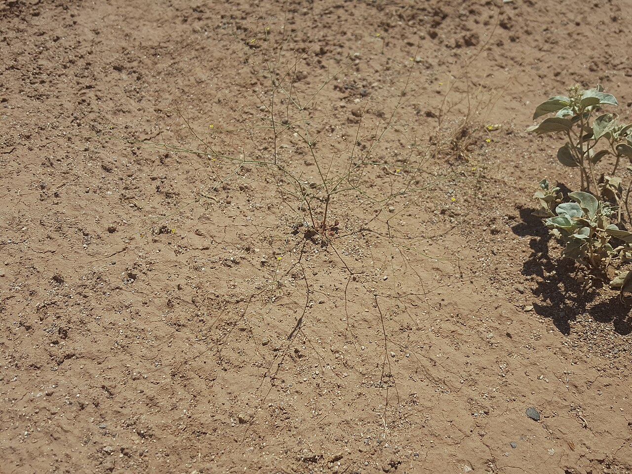 Little deserttrumpet: Little Desert Trumpet ( Eriogonum trichopes ) in the United States