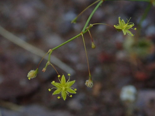 Little deserttrumpet (Eriogonum trichopes)