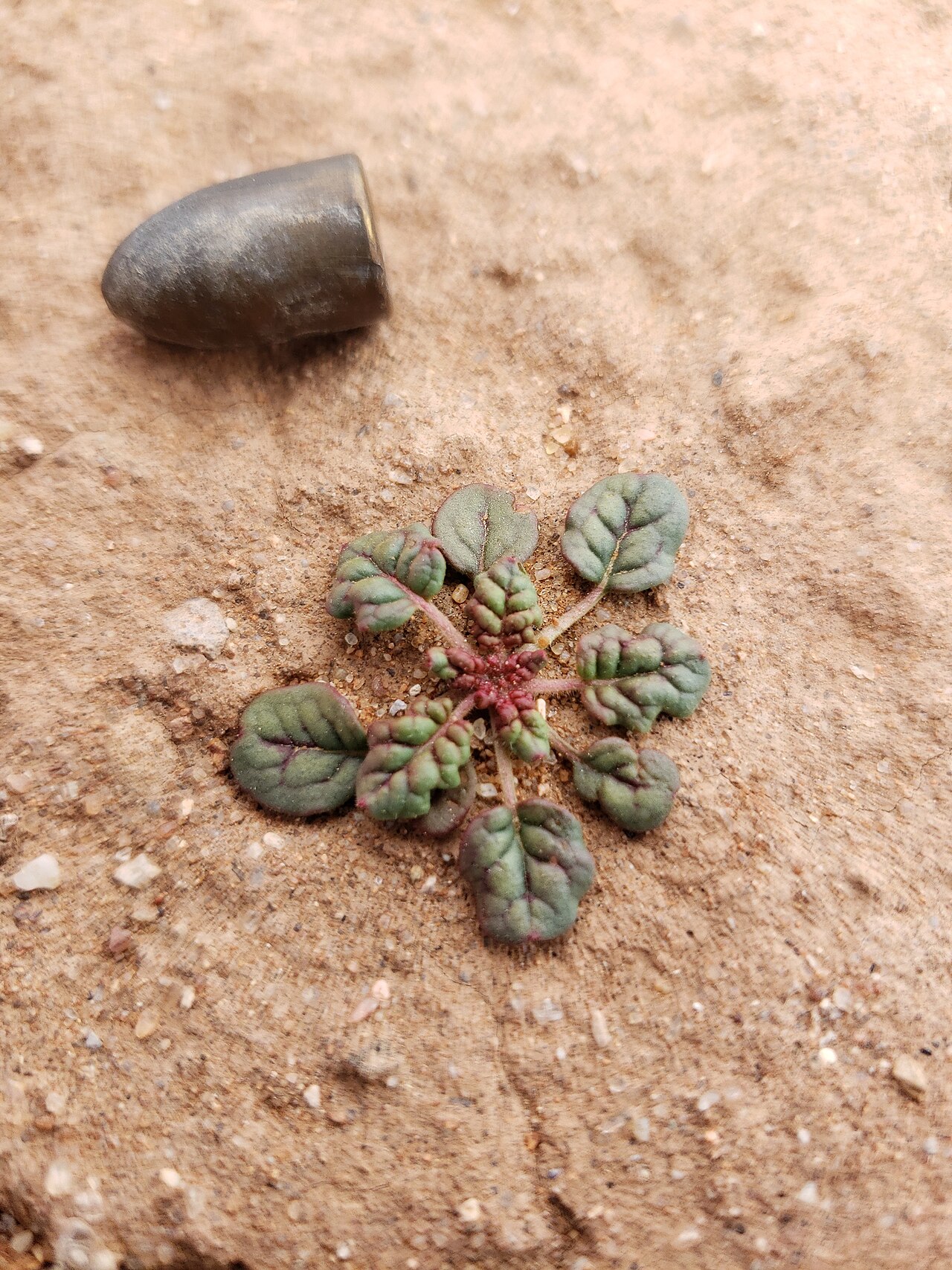 Little deserttrumpet: Little Desert Trumpet ( Eriogonum trichopes ) in the United States